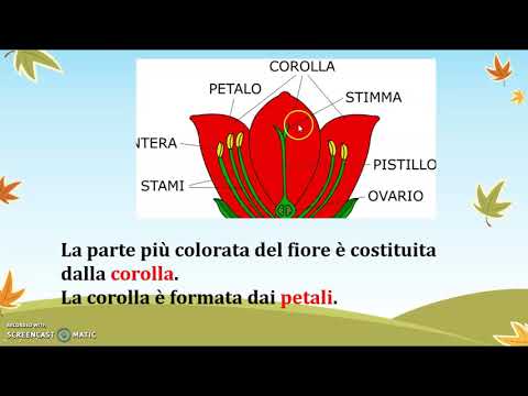 IL FIORE E LE SUE PARTI