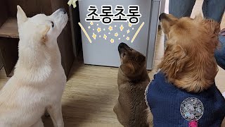 The best snack for hydration in winter by 나렝아치 NaRengAchi 11,314 views 2 months ago 2 minutes, 40 seconds