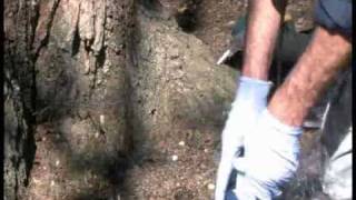 Long Island Tree Service