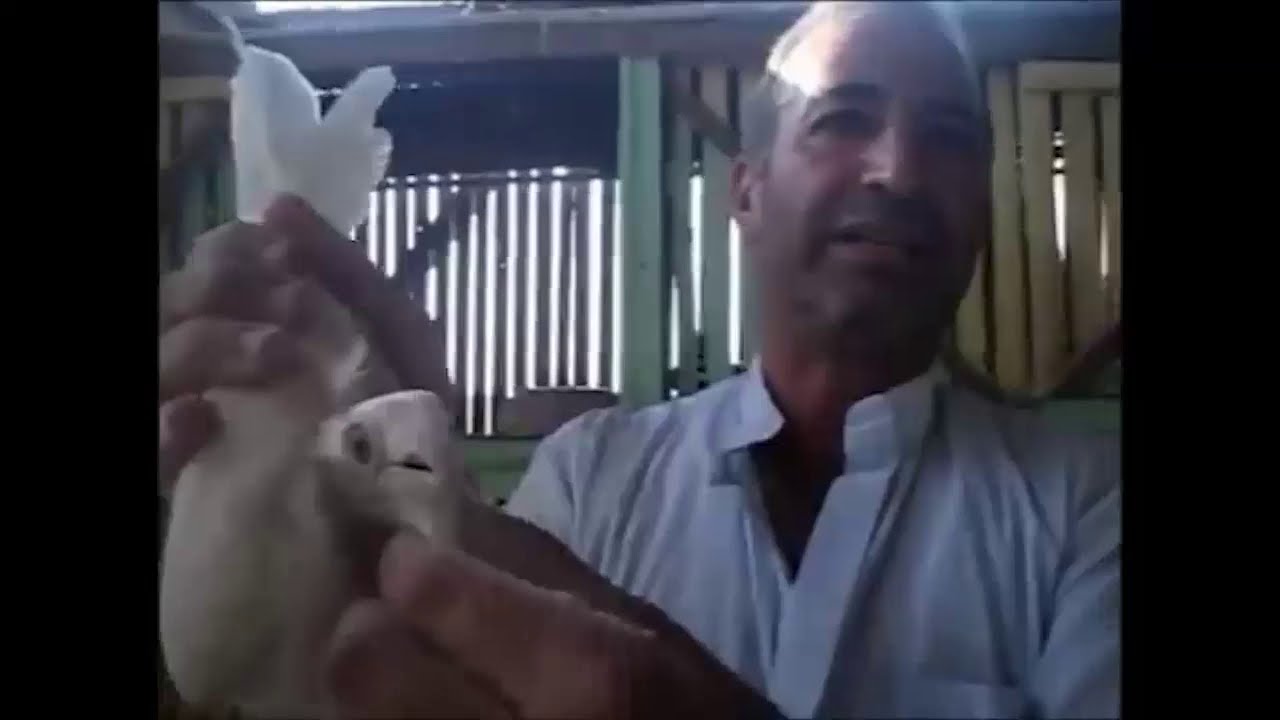 تقليب ابلق سكروتة مع كبار الغوايه فى مصر Loft pigeon Egyptian