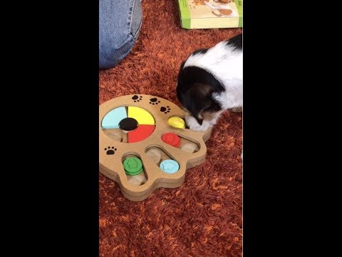 Обзор Интерактивной Игрушки для Собак