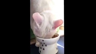 このフードボウルは、高さあって食べやすいニャー    #猫壱    #cat