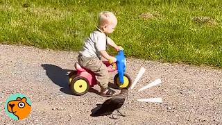 Wild Crow Follows Baby Everywhere He Goes | Cuddle Buddies