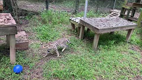 Watch the video about Meet our latest rescue, Pixie Serval!