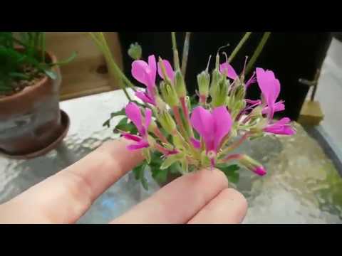 Βίντεο: Pelargonium αρωματικό και μεγάλο άνθος