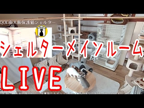 QOL南大阪保護猫シェルターのライブ配信　QOL Cat Shelter in Osaka Japan  LIVE