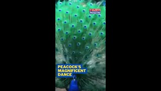 Peacock Unfurling Its Feathers Makes For A Majestic Moment | Times Now #shorts