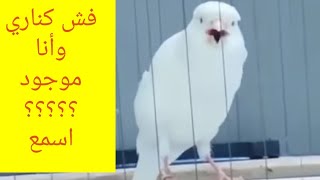 تغريد طائر الكناري للتهييج وتجهيز إليك الحل canari chant