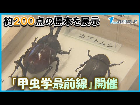 【カブトムシやクワガタ】甲虫の世界に触れる企画展　島根県出雲市