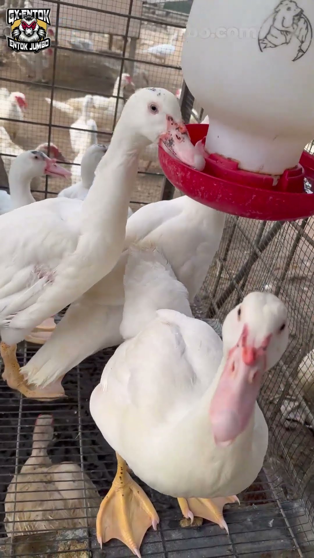 Cuplikan video Entok jumbo dewasa makan di kandang kawat, coba tebak pakannya apa?