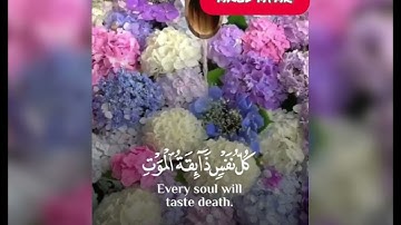 سورة العنكبوت الاية 56 يعبادى الذين امنوا بصوت عبدالرحمن مسعد ❤️😻