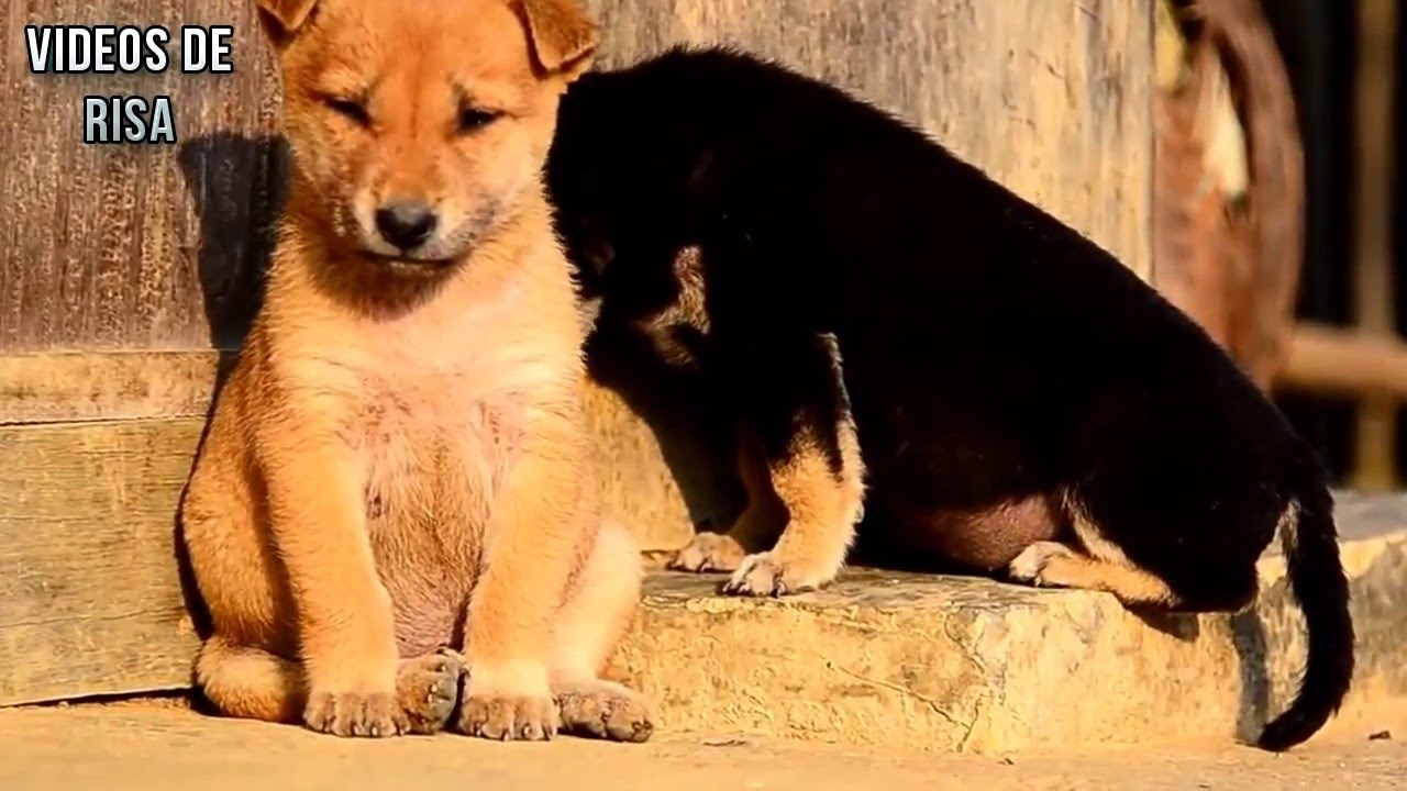 Perros divertidos que perdieron la lucha contra el sueño - Perros Tratando de mantenerse despierto