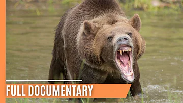 Inside the World of Bears | Full Documentary