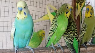 3 Hours of Joy A Compilation of Budgies Playing and Chirping for your sad Budgies and birds