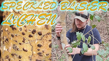 *NEW STUDY* Speckled Blister Lichen Found In South Carolina
