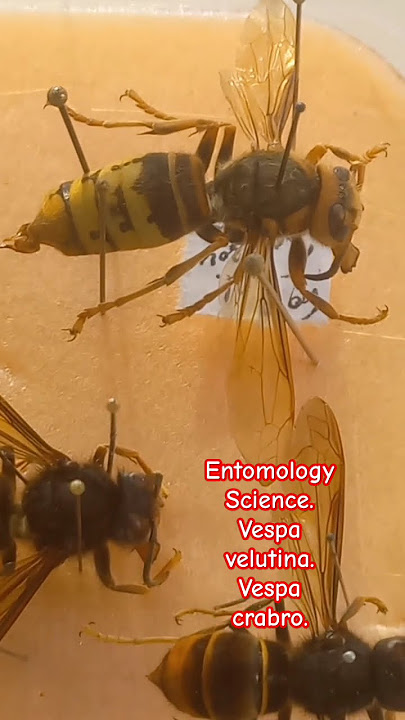 TWO HORNETS, SMALL ASIAN HORNET VESPA VELUTINA, AND EUROPEAN HORNETS VESPA CRABRO. See Differencies?