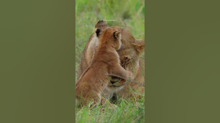 Lioness And Baby Lion Playing #lion #cub #wildcat #cute #mother #love #aww #nature #wildlife HA49342