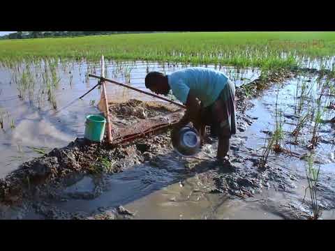 catching-small-fish-from-mud-water-rice-fields-|-rural-life