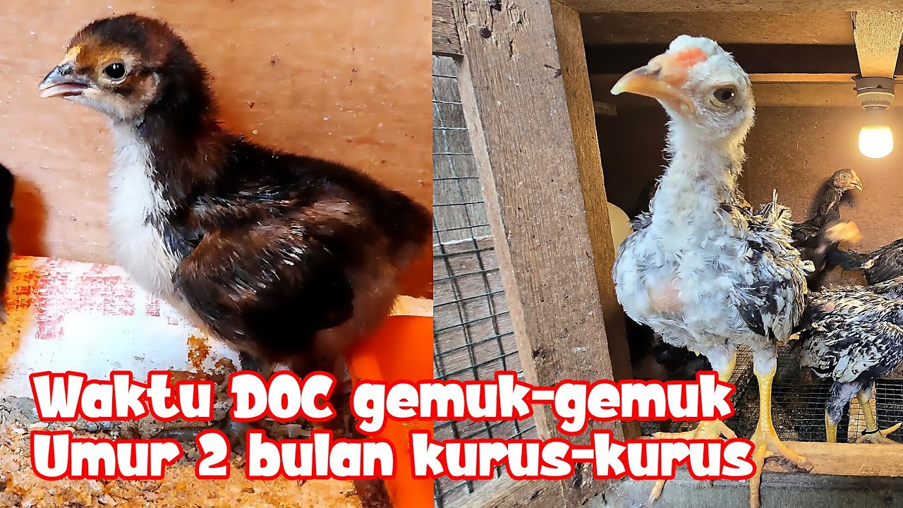 CARA MENGATASI ANAK AYAM AWALNYA GEMUK GEMUK TAPI LAMA LAMA KOK JADI KURUS‼️