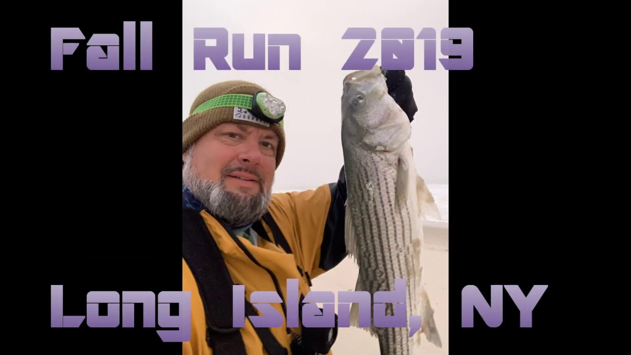 2019 Fall Run Crazy Striper Action Episode 1