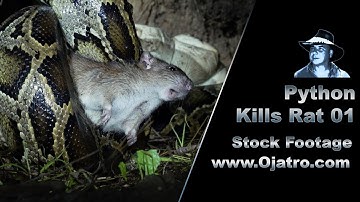 Python Kills Rat 01 Stock Footage