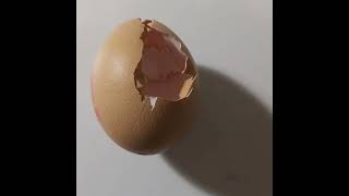 Egg break | Ep. 1076
