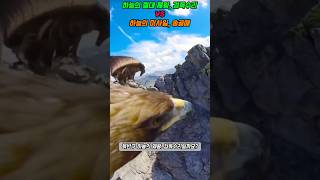 하늘의 깡패 검독수리가 참교육 당하는 영상 ㄷㄷㄷ.  #animals #맹금류 #송골매 #shorts