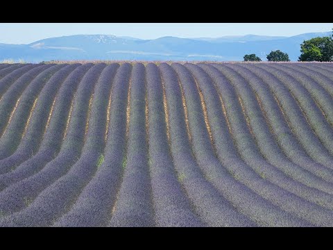 Vidéo: Companions For Lavender - En savoir plus sur les plantes à cultiver avec la lavande