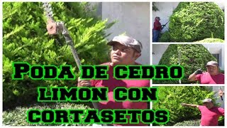 Poda cedro limòn con cortasetos