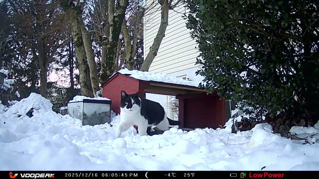 Backyard Chronicles  Stray Cats and Nocturnal Visitors at the Food Bowl 20251217 M