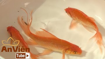 Vì sao ngày ông Công, ông Táo cúng cá chép? PGVN