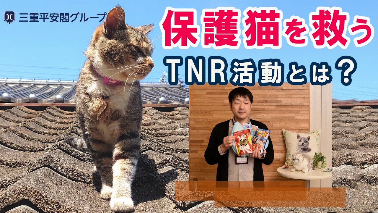 猫を守ろう！保護猫支援とTNR活動🐱
