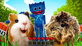 видео: Нашли Логово ХАГИ ВАГИ | ПОБЕГ МАЙНКРАФТ с морскими свинками Бузей и Кузей картинка: Нашли Логово ХАГИ ВАГИ | ПОБЕГ МАЙНКРАФТ с морскими свинками Бузей и Кузей