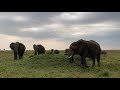 A beautiful breeding herd of elephants