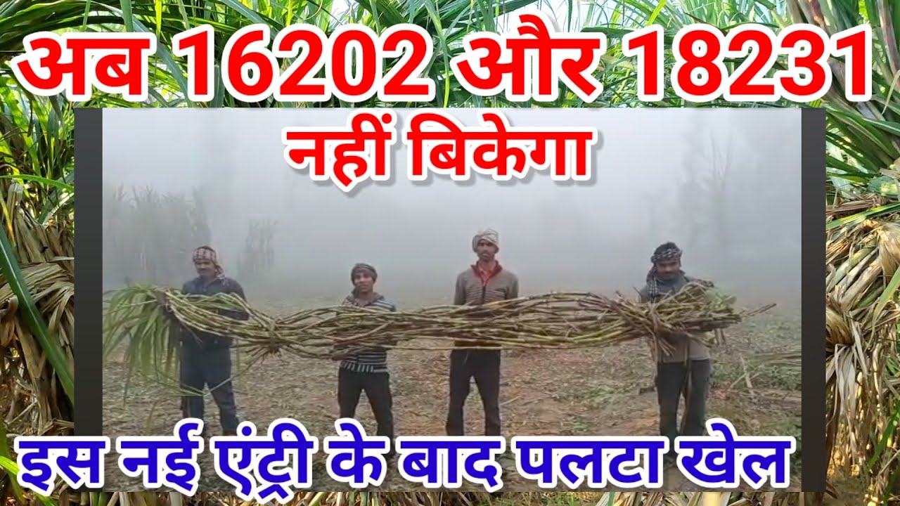 16202 18231 16202 18231 16202-18231-16202-18231