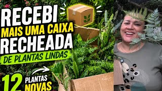 PRESENTE que faz o coração da plant lover aqui bater mais forte 🌿 16 novas plantas para coleção 