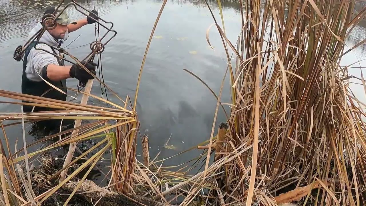 Отлов бобров, которые постоянно возвращаются!