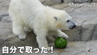 Polar Bear Cub took a watermelon on your own　スイカ取ったどぉ 嬉しいこぐま