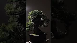 Ponderosa Pine: Best in Show at the Pacific Bonsai Expo #shorts
#bonsaitree #bonsai Ponderosa Pine: Best in Show at the Pacific Bonsai Expo #shorts