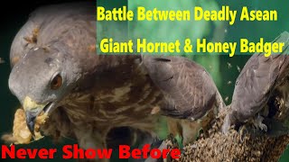 Never Seen Before Only In Youtube|Deadly Battle Between Asean Giant Hornet \& Honey Badger #trending
