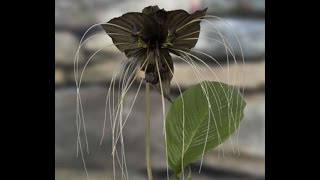 Growing the Black Bat Flower (Tacca chantrieri)