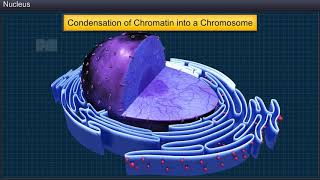 CBSE 11 Biology Cell The Unit of Life Nucleus