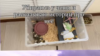 Убираюсь у сухопутной среднеазиатской черепахи спустя 2 месяца