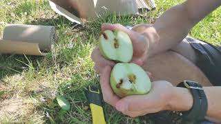 Projet ZeroPhyto : Une méthode de lutte contre le carpocapse du pommier