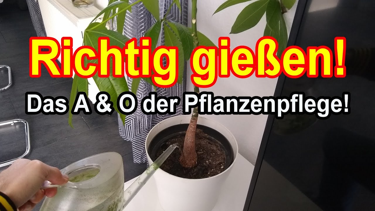 Zimmerpflanzen richtig gießen Das ist entscheidend! YouTube