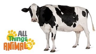  Cows Animals For Kids All Things Animal Tv