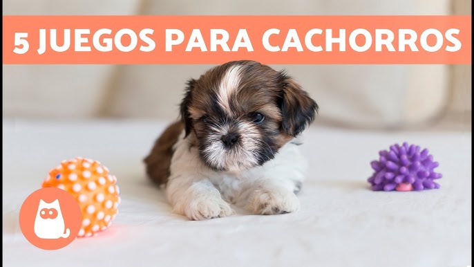 Juguetes interactivos para perros: descubre los más recomendados