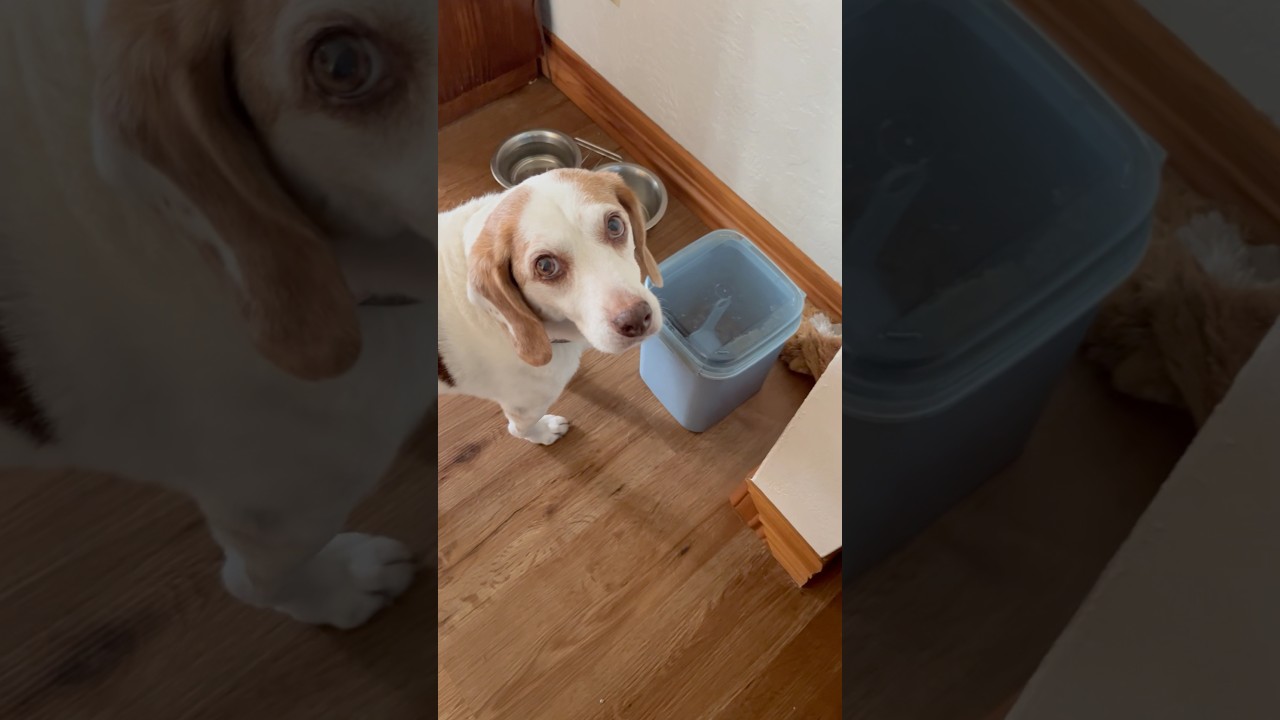 Talking Dog? Maddie is ready to eat. She’s giving me the sad eyes. 