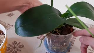 Нашла замену погибшей орхидеи Сого Релекс.Обработка, пересадка орхидеи.