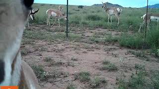 Pronghorn Buck with Harem